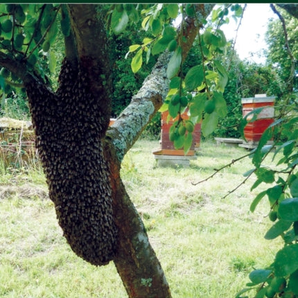 An Apiary Guide to Swarm Control