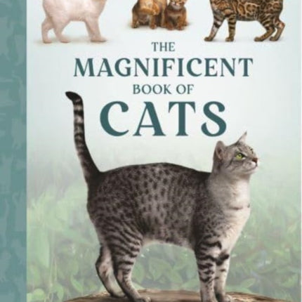 The Magnificent Book of Cats