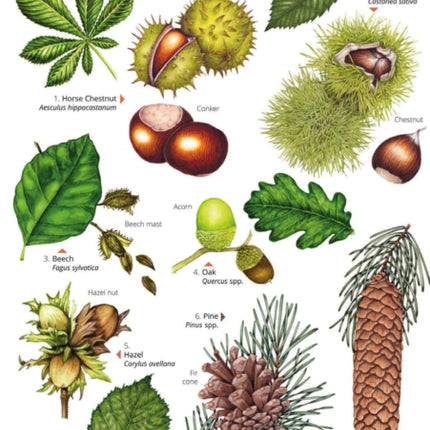 Autumn fruits and seeds