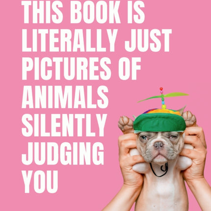 This Book is Literally Just Pictures of Animals Silently Judging You