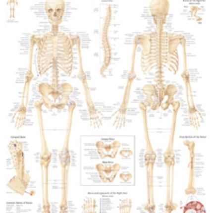 Skeletal System Laminated Poster