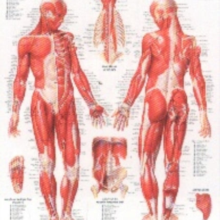 Muscular System with Male Figure Paper Poster