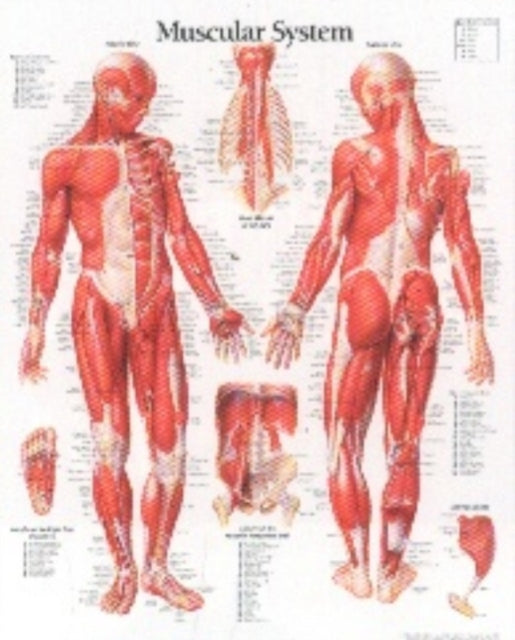 Muscular System with Male Figure Laminated Poster