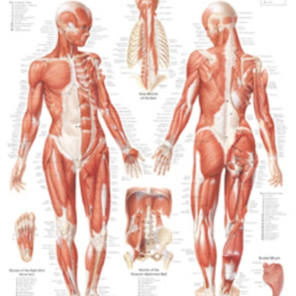 Muscular System with Female Figure Laminated Poster