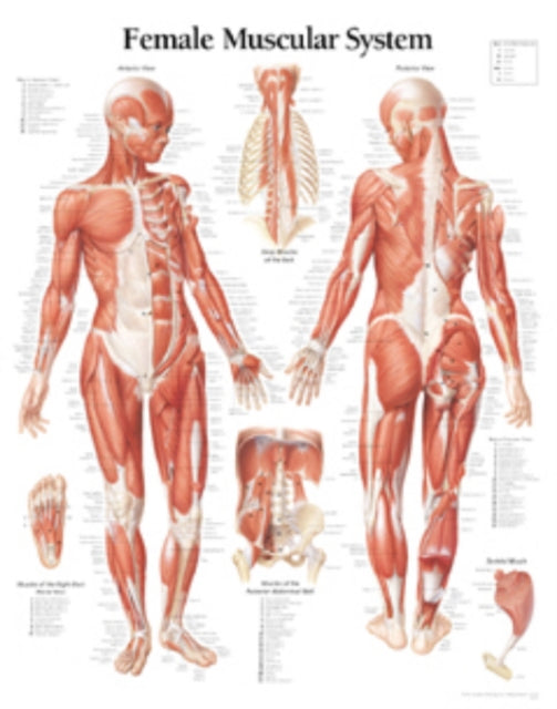 Muscular System with Female Figure Laminated Poster