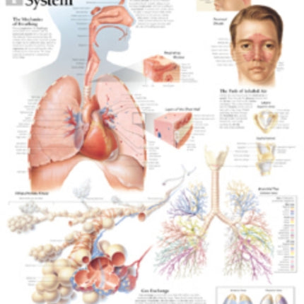 Respiratory System Laminated Poster