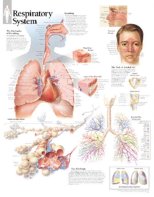 Respiratory System Laminated Poster