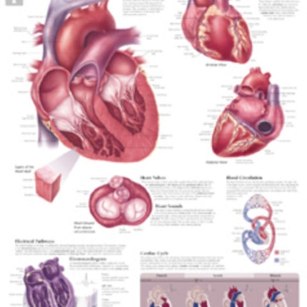 Heart Laminated Poster