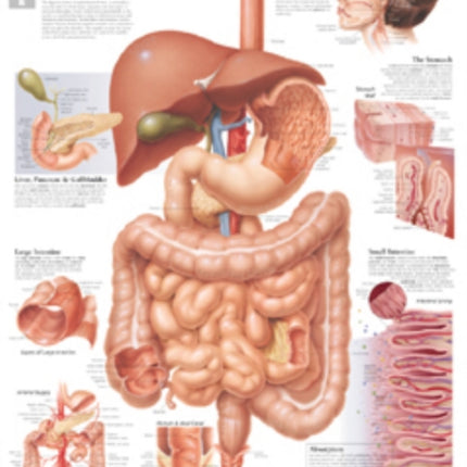 Digestive System Paper Poster