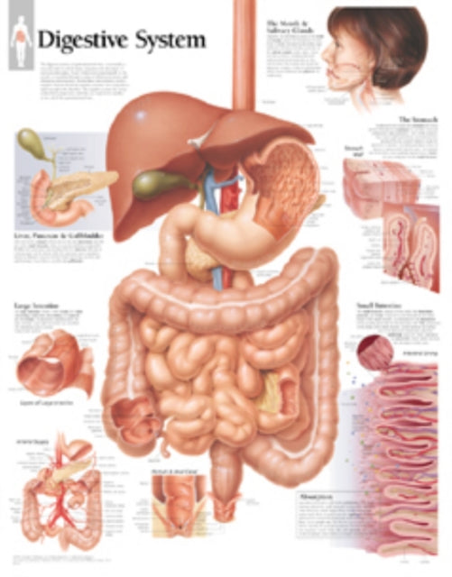 Digestive System Laminated Poster