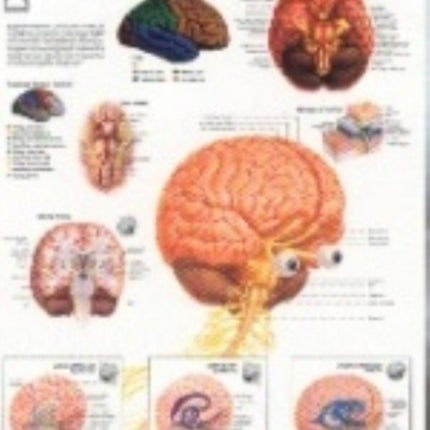 Brain Paper Poster