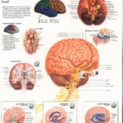 Brain Laminated Poster