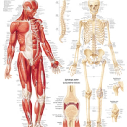 Musculoskeletal System Laminated Poster