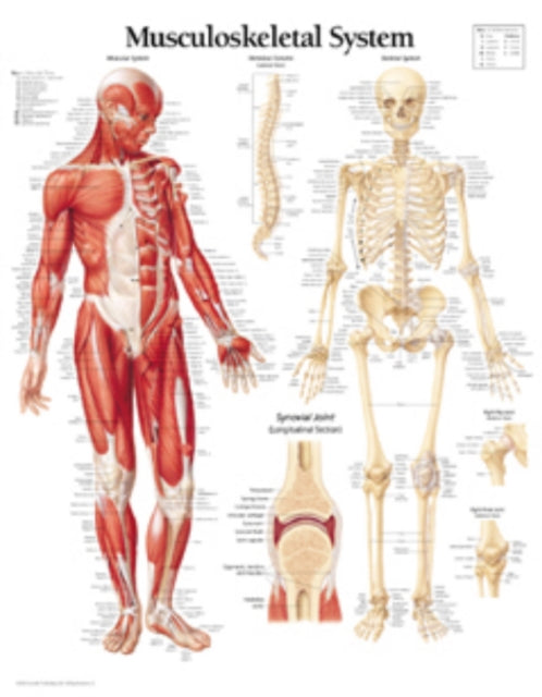 Musculoskeletal System Laminated Poster