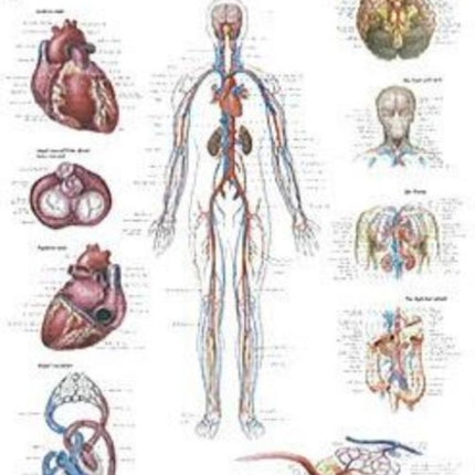 Vascular System Paper Poster