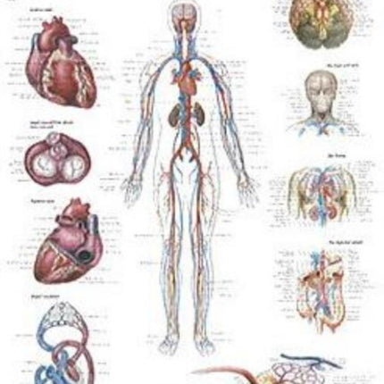 Vascular System Laminated Poster