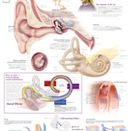 Ear Paper Poster