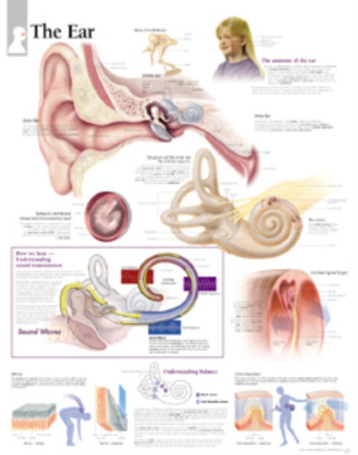 Ear Paper Poster