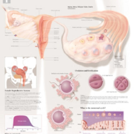 Female Reproductive System Laminated Poster