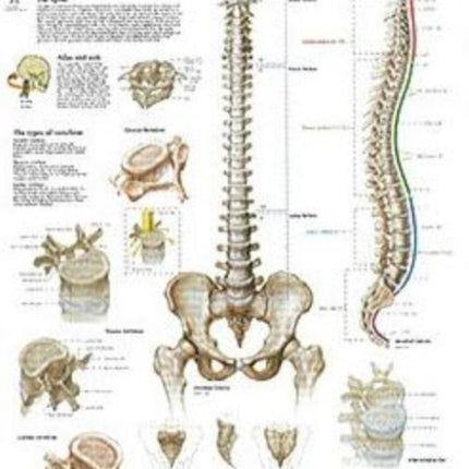 Vertebral Column Paper Poster