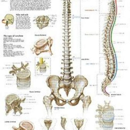 Vertebral Column Laminated Poster