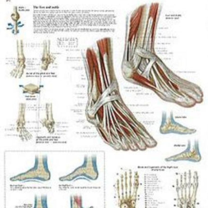 Understanding the Foot & Ankle Paper Poster