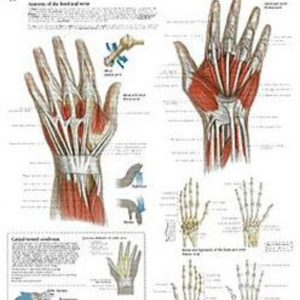 Understanding the Hand & Wrist Paper Poster