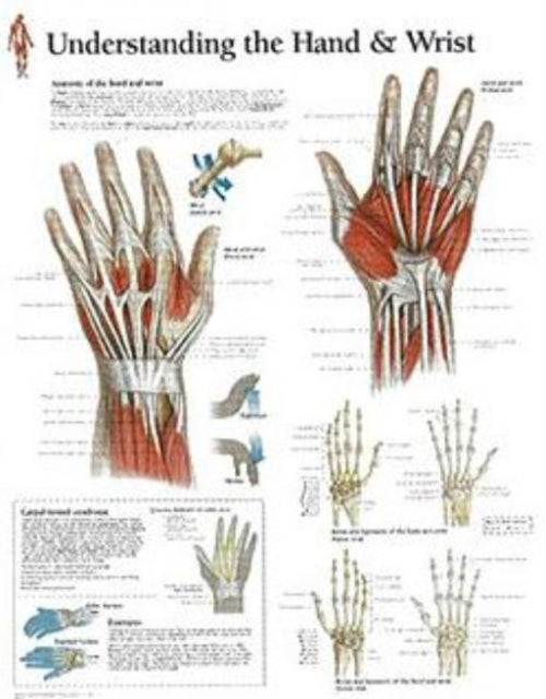 Understanding the Hand & Wrist Paper Poster