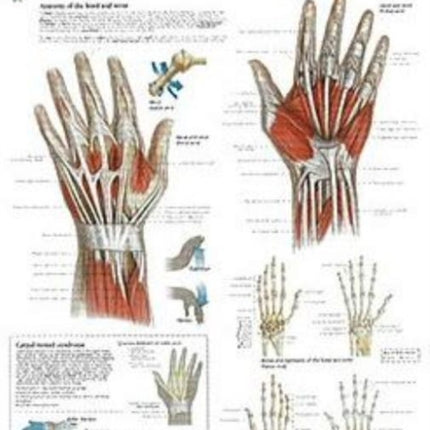 Understanding the Hand & Wrist Laminated Poster