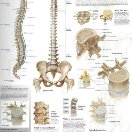 Understanding the Spine Laminated Poster