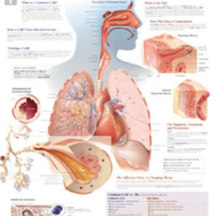 Common Cold vs the Flu Paper Poster