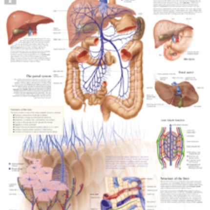 Liver Paper Poster