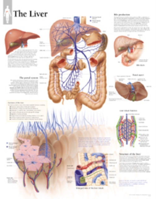 Liver Paper Poster