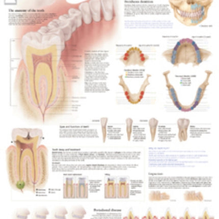 Understanding the Teeth Paper Poster