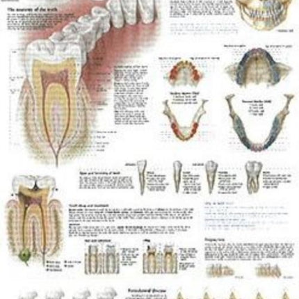 Understanding the Teeth Laminated Poster