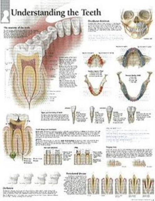 Understanding the Teeth Laminated Poster