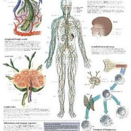 Lymphatic System Paper Poster