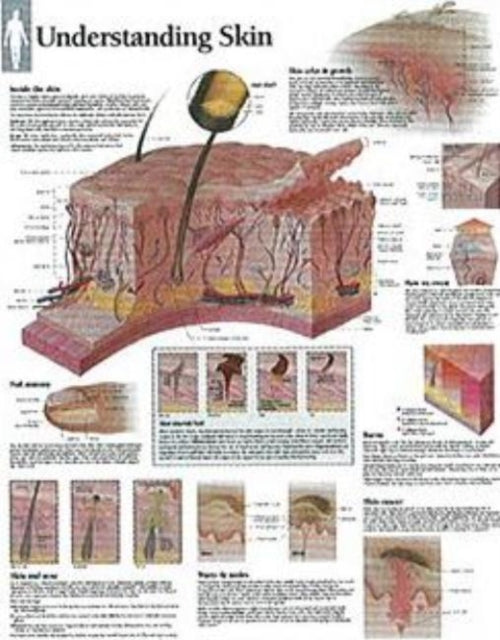 Understanding Skin Laminated Poster