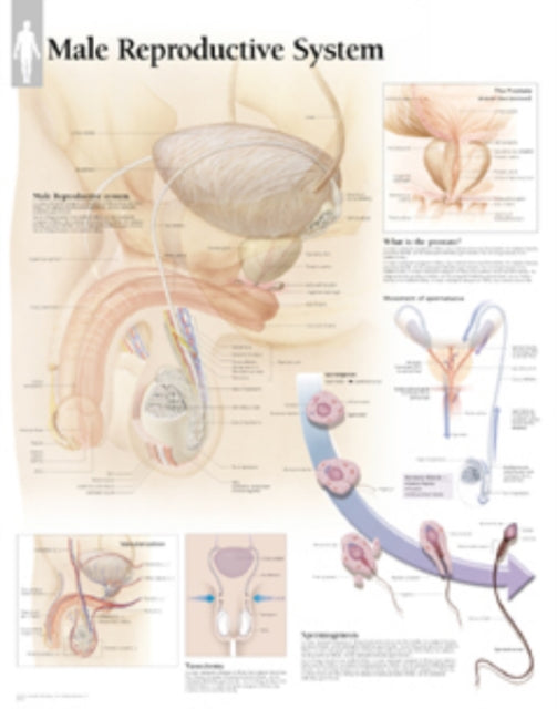 Male Reproductive System Paper Poster