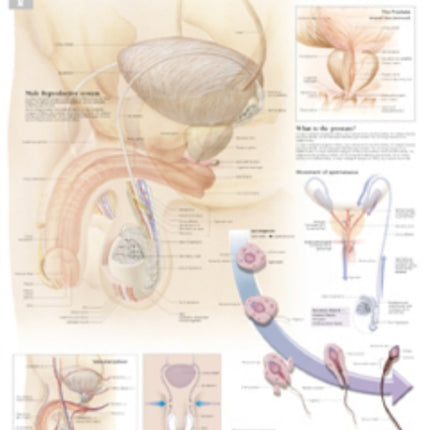 Male Reproductive Laminated Poster