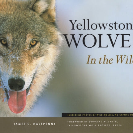 Yellowstone Wolves in the Wild