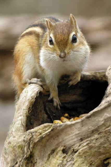 Chipmunk Blank Journal