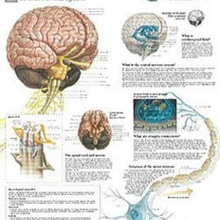 Understanding CNS Laminated Poster