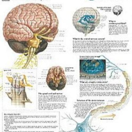 Understanding CNS Paper Poster