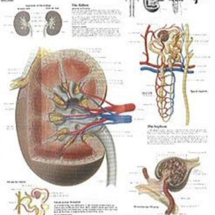 Kidney Laminated Poster