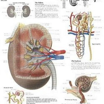 Kidney Paper Poster