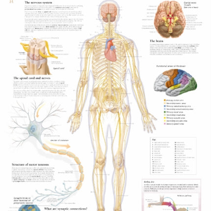 Nervous System Laminated Poster