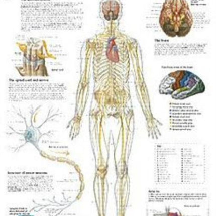 Nervous System Paper Poster