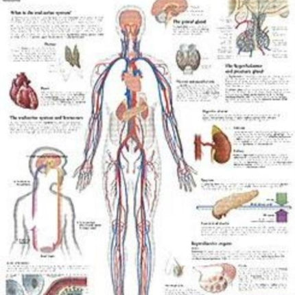 Endocrine System Paper Poster