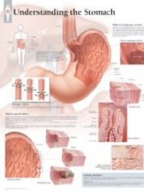 Understanding the Stomach Laminated Poster